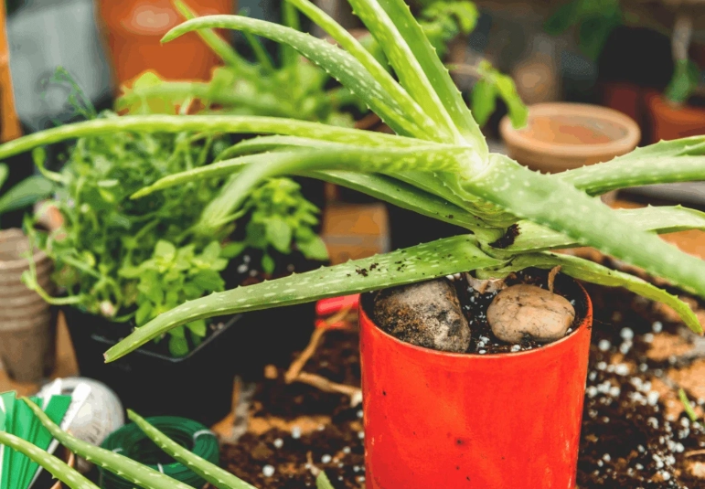 aloe vera propagation aloe vera propagation