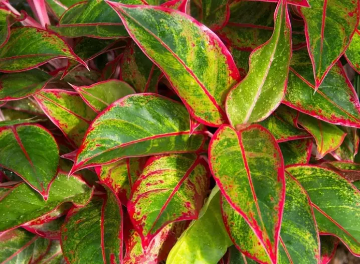 Aglaonema plant