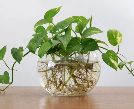 propagate golden pothos propagate golden pothos