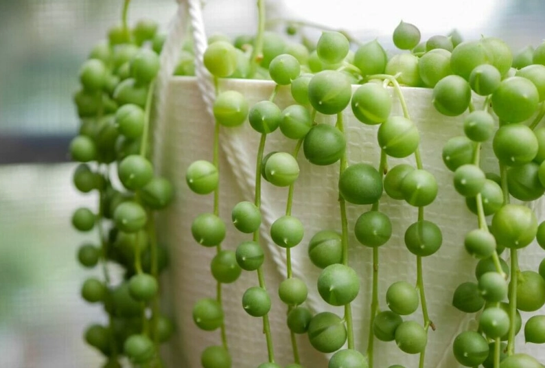 string of pearls care
