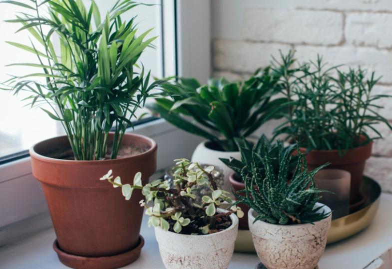 air purifying plants