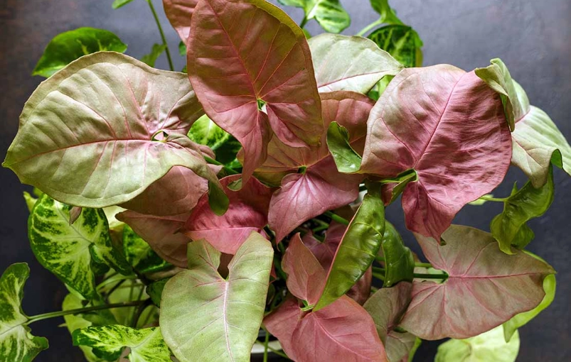 arrow plant indoor arrow plant indoor