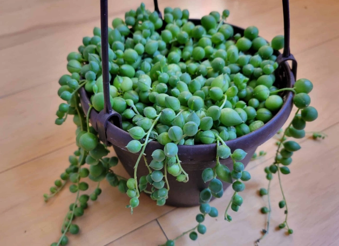 string of pearls care