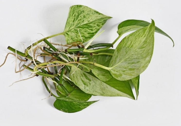 how to propagate pothos how to propagate pothos