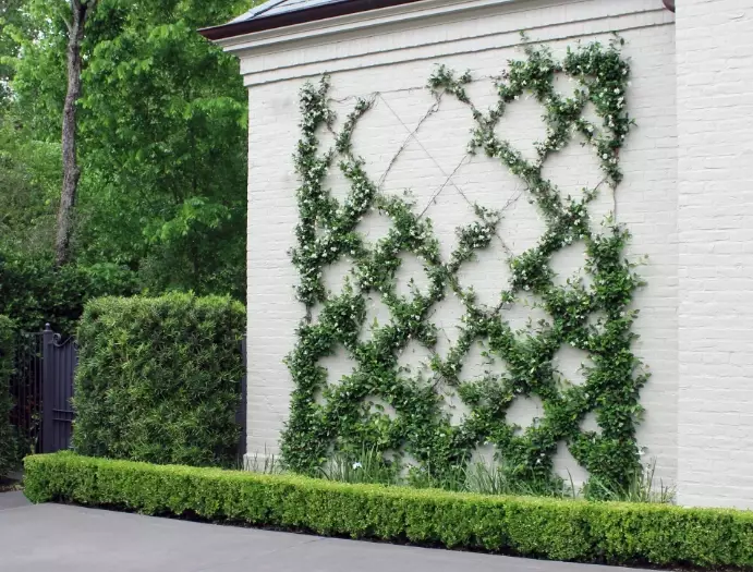 growing star jasmine on trellis