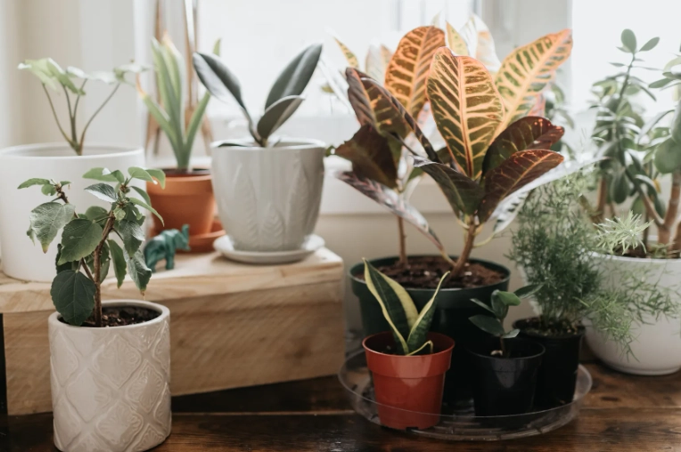 low light house plants