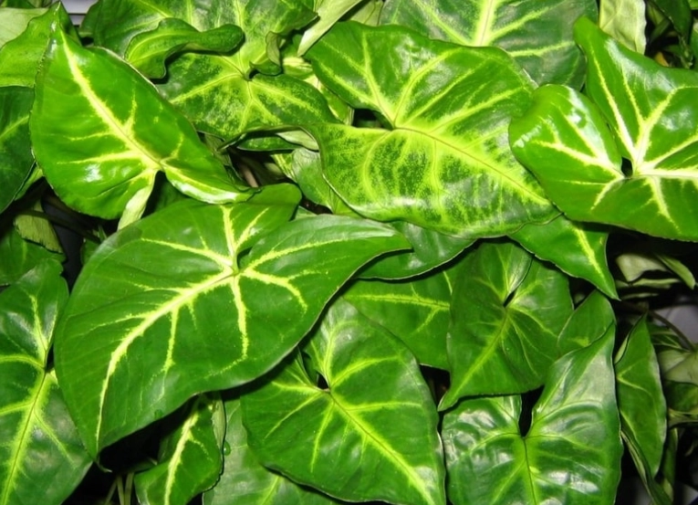 arrow plant indoor arrow plant indoor