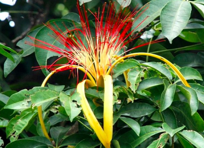 Money Tree plant problems