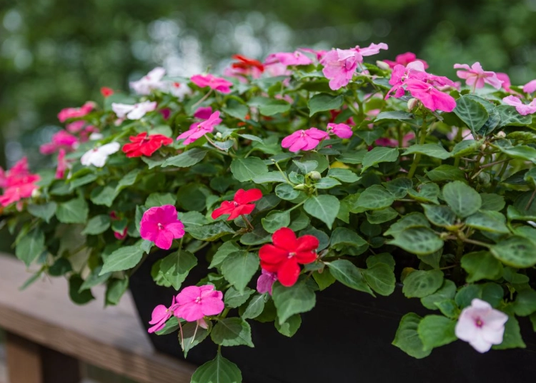 quick bloom flowers quick bloom flowers