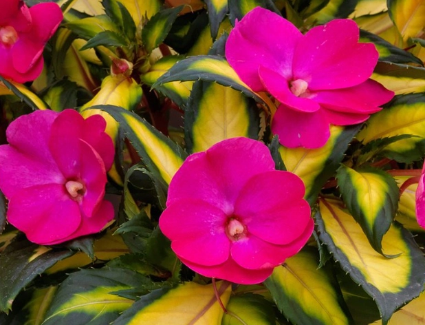 impatient plants impatient plants