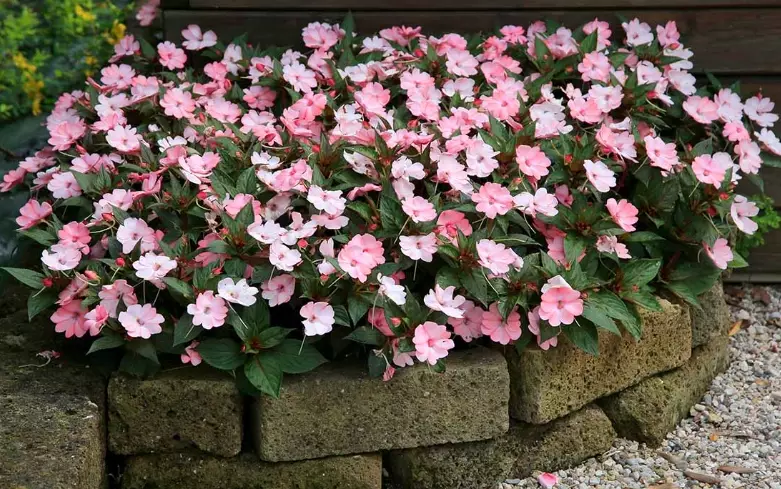 impatient plants impatient plants