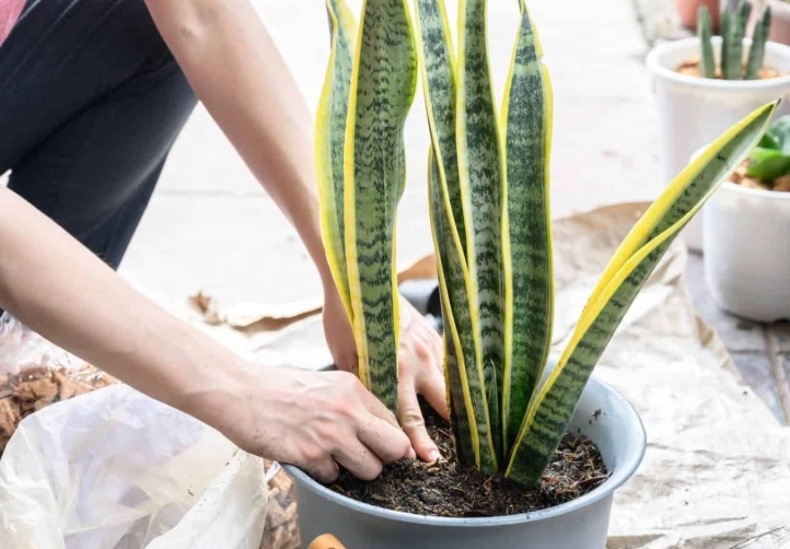 snake plant propagation snake plant propagation