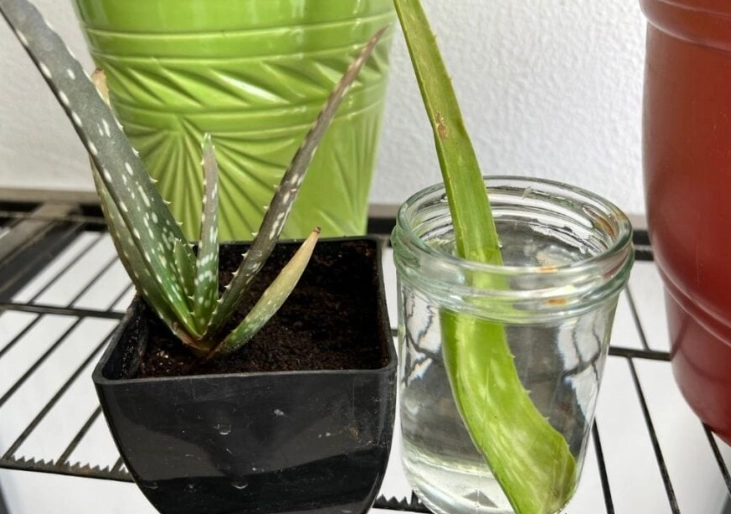 how to plant aloe vera