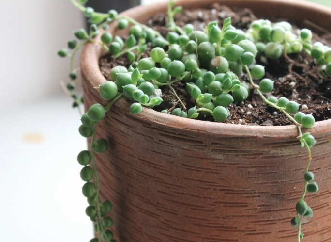 string of pearls plant