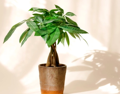 Pachira Aquatica care