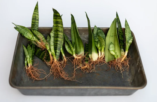 propagating snake plant propagating snake plant