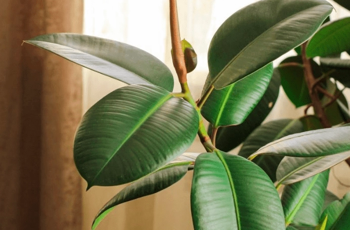 rubber plant care