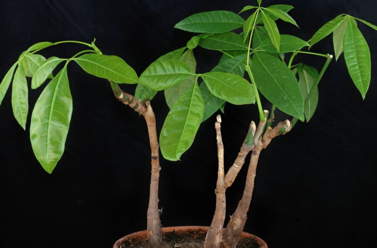 How to water a Money Tree