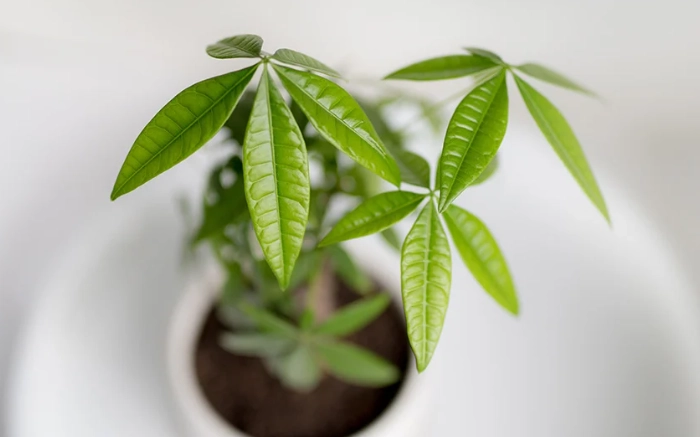 Money Tree plant problems