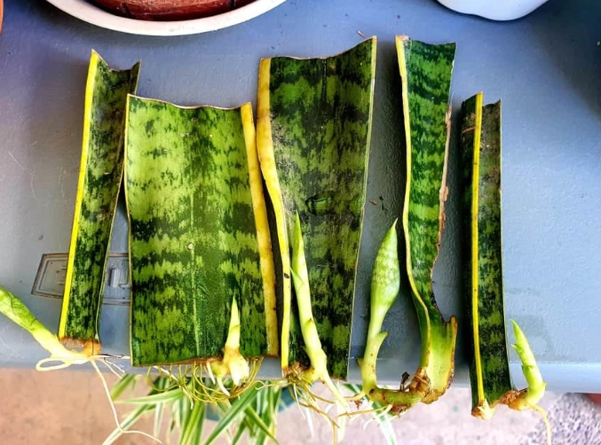 how to propagate snake plant how to propagate snake plant