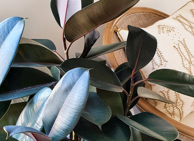 low light indoor plants