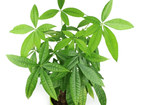 How to water a Money Tree