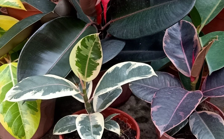 ficus elastica care
