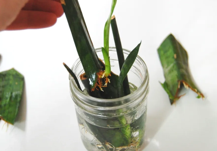 snake plant propagation snake plant propagation