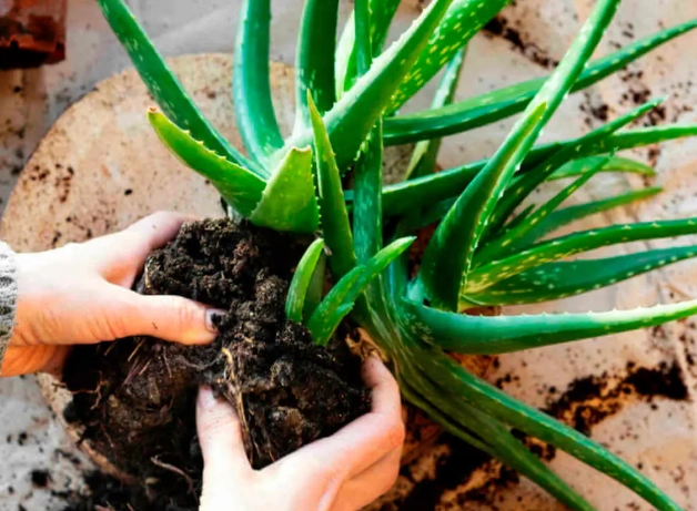 growing aloe vera