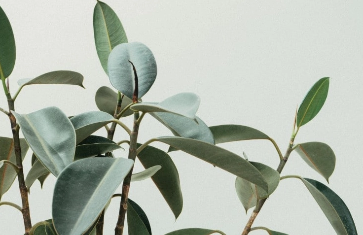 low light indoor plants