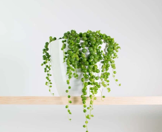 string of pearls plant