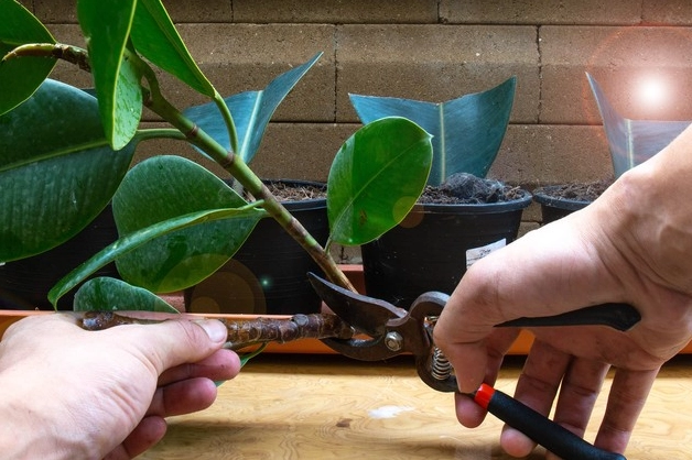 rubber plant propagation