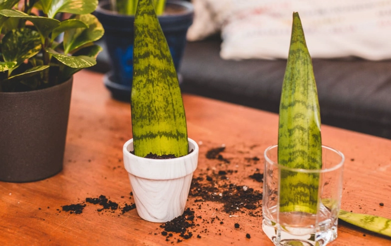 propagating snake plant propagating snake plant