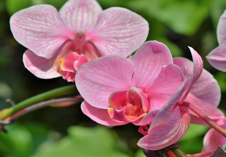 how to water orchids