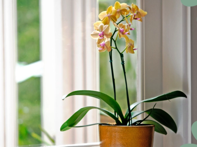 orchid watering guide orchid watering guide