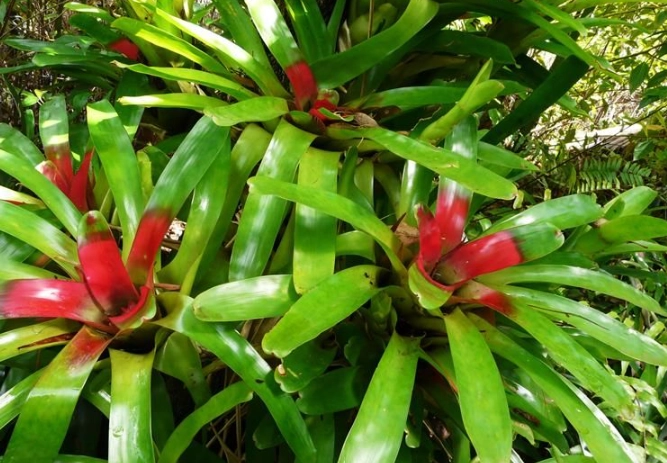 red bromeliad varieties red bromeliad varieties