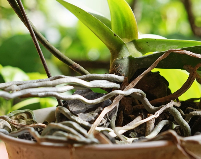 orchid watering guide orchid watering guide