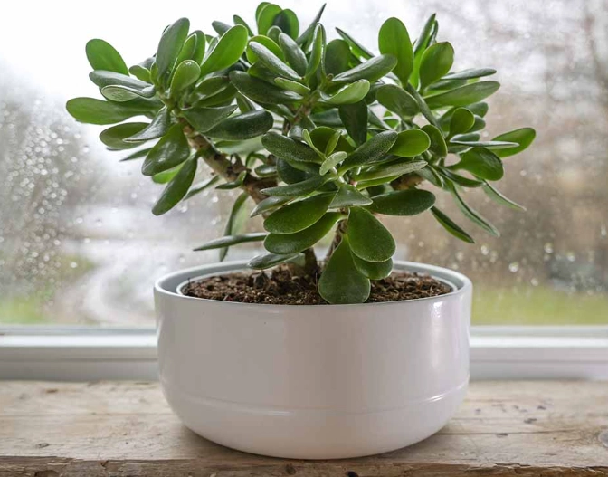 large jade plant large jade plant