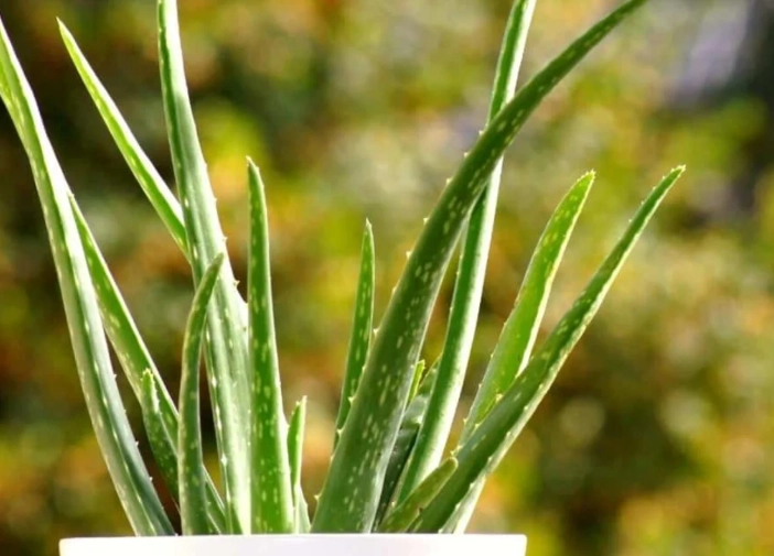 do aloe vera plants need sun