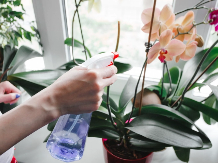 how often to water orchids how often to water orchids