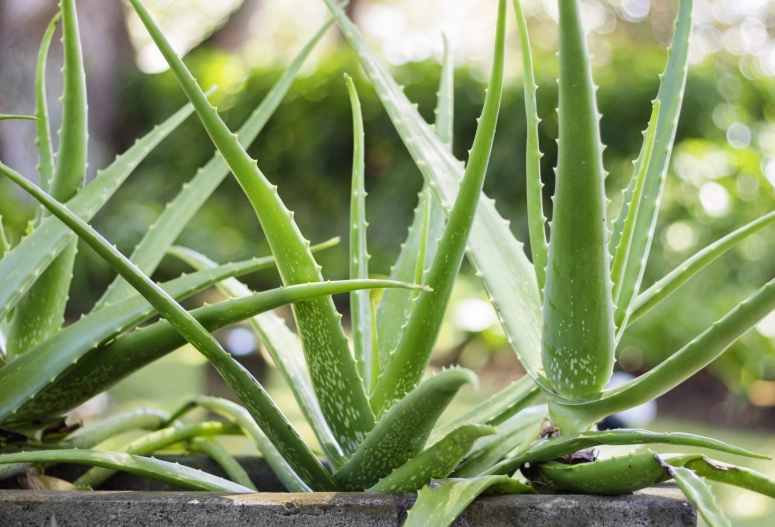 how much sun for aloe vera how much sun for aloe vera