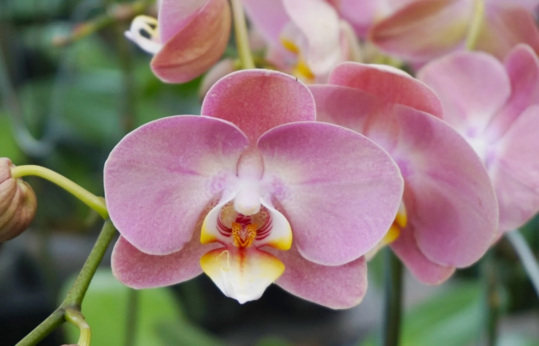 moth orchids