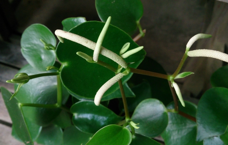 peperomia polybotrya