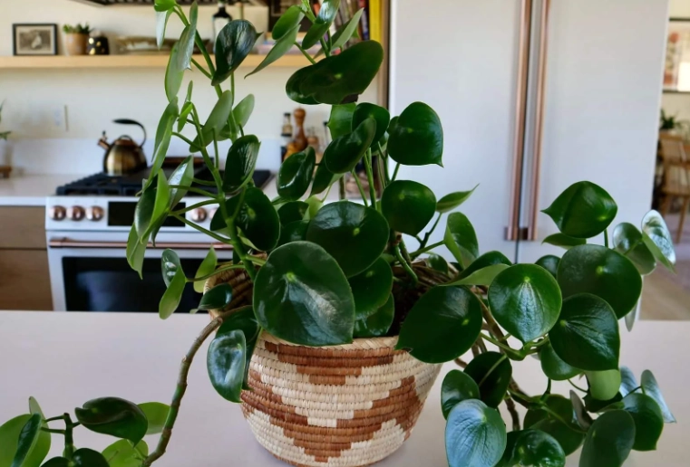 peperomia polybotrya