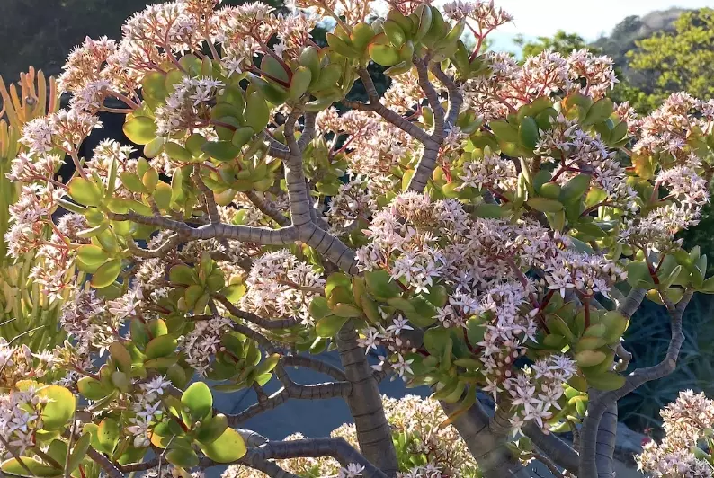 large jade plant large jade plant