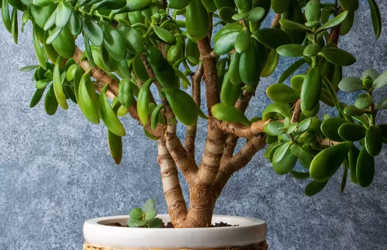 crassula ovata crassula ovata