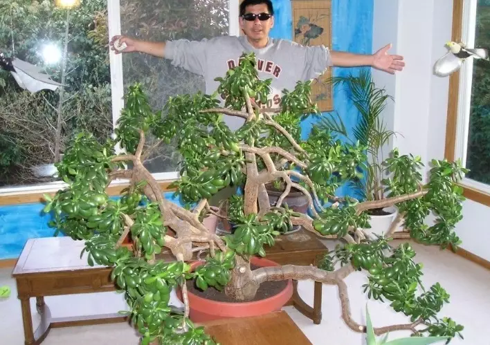 jade tree care jade tree care