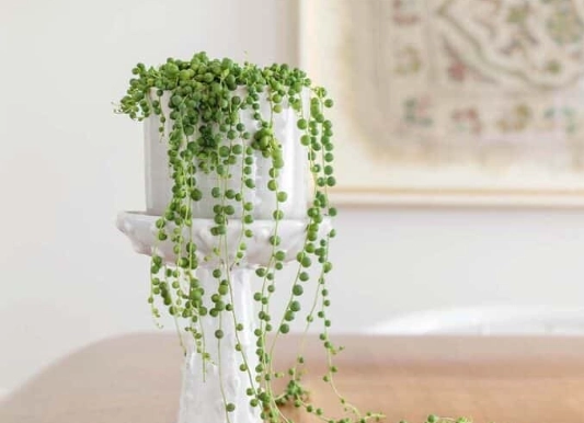 how to care for string of pearls