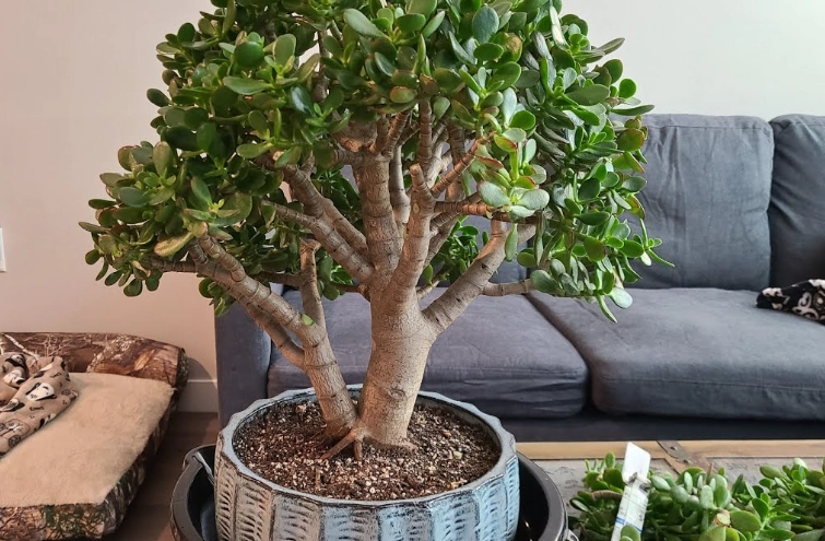 crassula ovata crassula ovata