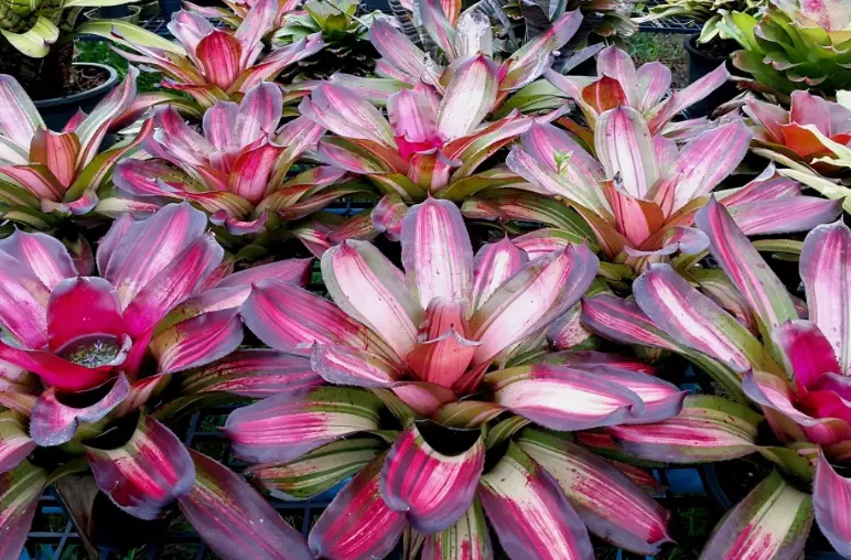 red bromeliad care red bromeliad care